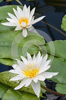 Two white water lillies