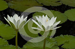 Two white waterlily flowers in pond