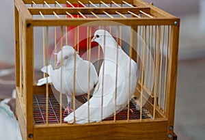 Two white wedding dove in a cage