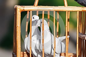 Two white wedding doves in a wooden cage