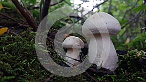 Two white wild mushrooms in a moss.