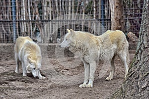Two white wolf