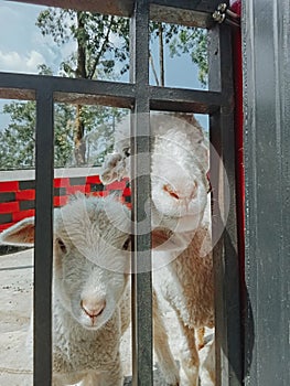 Two white Wolly sheep faces up close