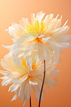 two white and yellow flowers in a vase.Gouache Painting Thistle Marigold, Perfect for Wall Art.