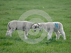 two small lambs standing on the grass looking at each other