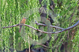 TWO WHITEFRONTED BEE-EATERS ON BRANCH