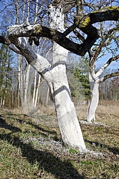 Two whitened apple tree trunk in spring garden photo