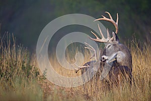 Two whitetail bucks grooming each other