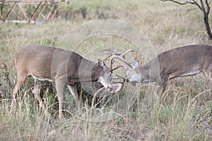 Two whitetail bucks positioning for dominance