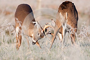 Two whitetail bucks sparring