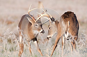 Two whitetail bucks sparring