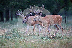 Two whitetail bucks in velvet