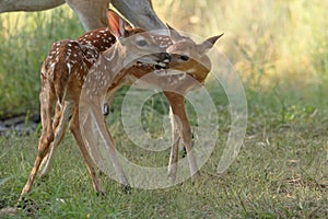 Two whitetail deer photo