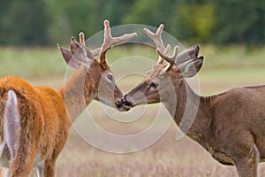 Two Whitetail Deer Bucks
