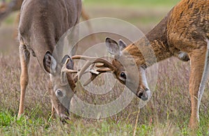 Two Whitetail Deer Bucks