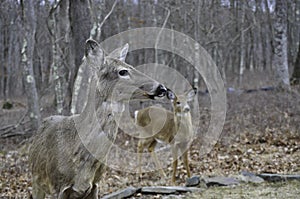 Two Whitetail Deer Looking to the Right