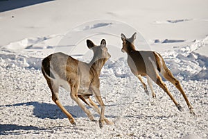 Two Whitetail Deer Running In The Snow