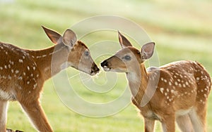 Two whitetailed deer fawns