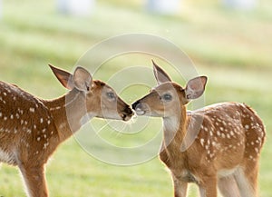 Two whitetailed deer fawns