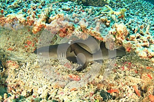 Two whitetip reef sharks hiding under hard corals on coral reef