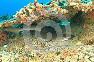 Two whitetip reef sharks hiding under hard corals on coral reef