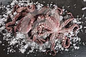 Two whole fresh raw octopus on ice over slate stone background. Seafood octopus, top view, flat lay