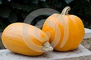 Two whole pumpkins