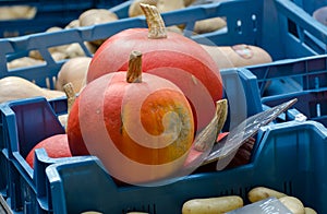 Two whole pumpkins at market of Brugge