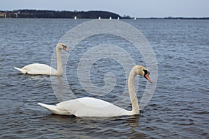 The whooper swan Cygnus cygnus also known as the common swan or the mute swan photo