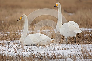 Two Whooper swans in field.