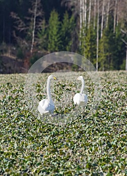 Two whopper swans walking on a field