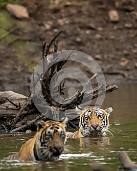 Two wild adult male bengal tiger enjoying in natural water source in monsoon green rainy environment at ranthambore national park