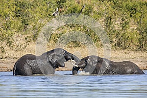 Two wild african bush elephants, in Kruger park