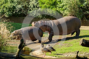 two wild african hippopotamuses one keeps his head on the back of another. good friend support. Funny animals. Small little hippop