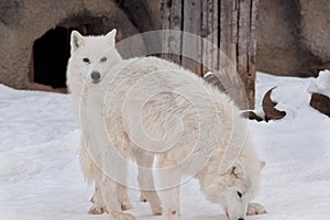 Two wild alaskan tundra wolves are playing on white snow. Canis lupus arctos. Polar wolf or white wolf.