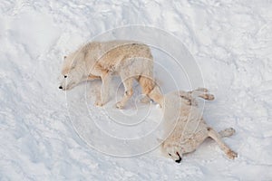 Two wild alaskan tundra wolves are playing on white snow. Canis lupus arctos. Polar wolf or white wolf