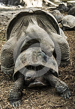 Tortoises mating