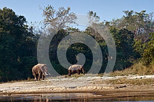 Two wild Asian Elephant in Bardia, Nepal