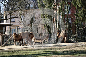 Two Wild Bactrian camels & x28;Camelus bactrianus& x29; and a Turkmenian kulan & x28;Equus hemionus kulan& x29; in Zoo Mulhouse