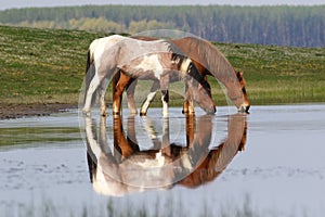 Two wild beautiful horses on the pond