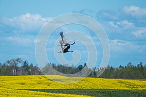 Two wild birds Grus grus, the Eurasian crane in spring landscape