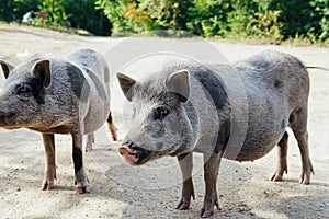 Two wild boar pig pigs in the woods