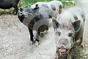 Two wild boar pig pigs in the woods
