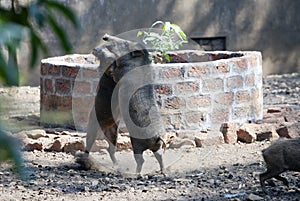 Two wild boars in the fight