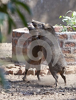 Two wild boars in the fight