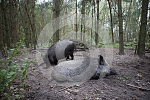 Two wild boars in the forest