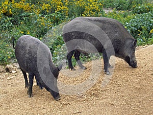 Two wild boars sniffing
