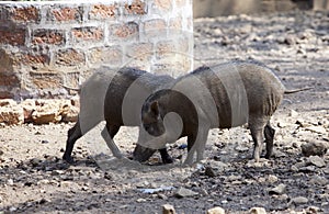 Two wild boars on stony ground