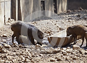 Two wild boars on stony ground