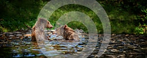 Two Wild Brown Bear play or fight on pond in the summer forest. Animal in natural habitat. Wildlife scene